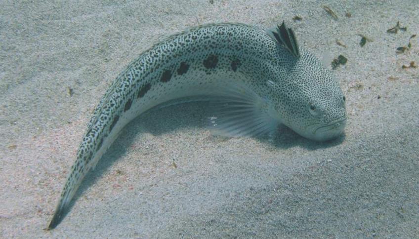 Alcuni rischi che vengono dal mare: raganelle, ricci e meduse Alcuni rischi che vengono dal mare: raganelle, ricci e meduse